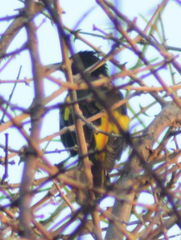 Cassiculus melanicterus