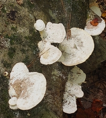 Trametes elegans