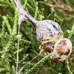 Mastophora