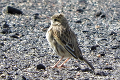 Anthus australis