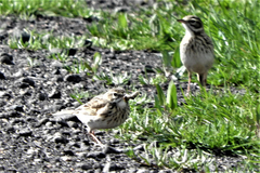 Anthus australis