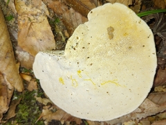 Trametes elegans