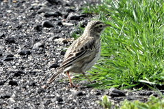 Anthus australis