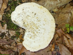 Trametes elegans
