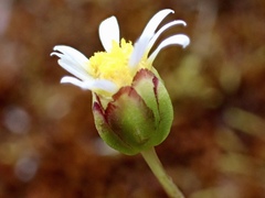 Brachyscome lineariloba