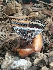 Charaxes jasius