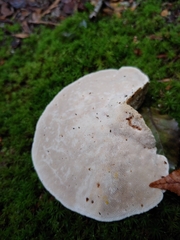 Trametes elegans