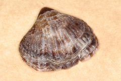 Notosaria nigricans