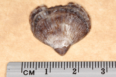 Notosaria nigricans