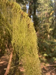 Pseudisothecium stoloniferum