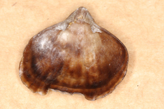 Notosaria nigricans