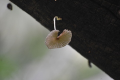 Mycena