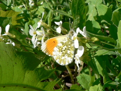 Anthocharis cardamines