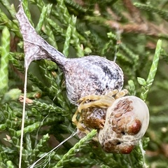 Mastophora