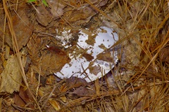Amanita mutabilis