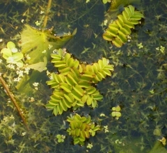 Salvinia natans