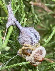 Mastophora