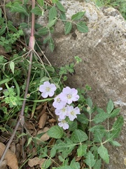 Geranium richardsonii