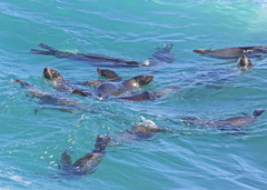 Otariidae