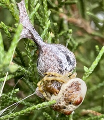 Mastophora