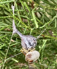 Mastophora