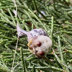 Mastophora