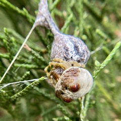 Mastophora