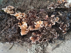 Podoscypha petalodes