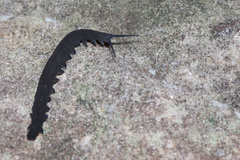 Peripatopsidae