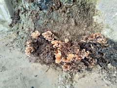 Podoscypha petalodes