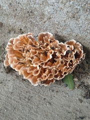 Podoscypha petalodes