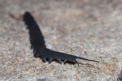 Peripatopsidae