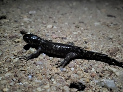 Ambystoma mavortium