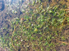 Batrachium