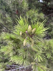 Pinus halepensis