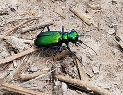 Cicindela sexguttata