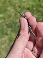 Lampropholis delicata