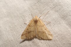 Aspitates ochrearia