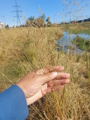Agrostis gigantea