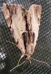 Catocala ultronia