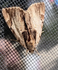 Catocala ultronia