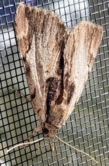 Catocala ultronia