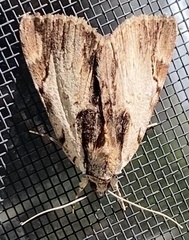 Catocala ultronia