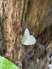 Tremella fuciformis
