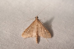 Dolicharthria punctalis