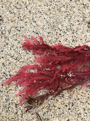 Neoptilota densa