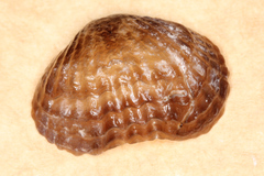 Notosaria nigricans