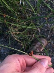 Schoenoplectus pungens