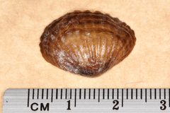 Notosaria nigricans