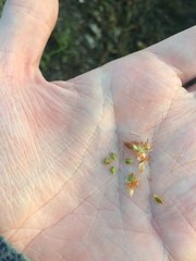 Schoenoplectus pungens